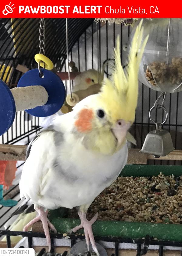 Lost Male Bird last seen Broadway, Chula Vista, CA 91910
