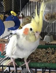 Lost Male Bird last seen Broadway, Chula Vista, CA 91910