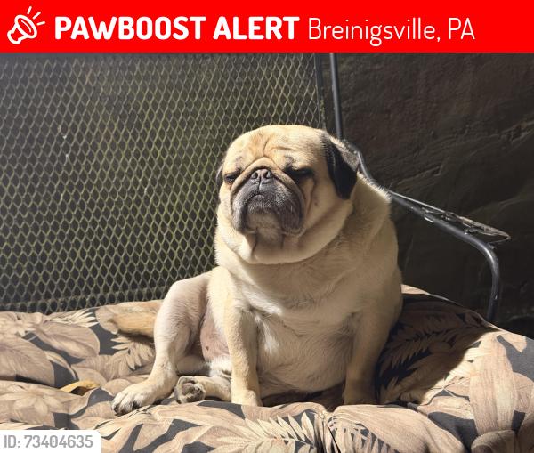 Lost Male Dog last seen New Smithville Area, Breinigsville, PA 18031