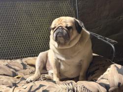 Lost Male Dog last seen New Smithville Area, Breinigsville, PA 18031