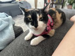 Reunited Female Cat last seen DRB Homes Harrier Point, Woodruff, SC 29388