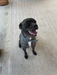 Reunited Male Dog last seen Rosedale Avenue, Colton, CA 92313
