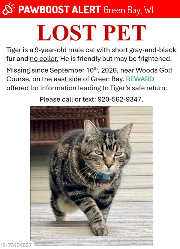 Lost Male Cat last seen Golf dr, Green Bay, WI 54311