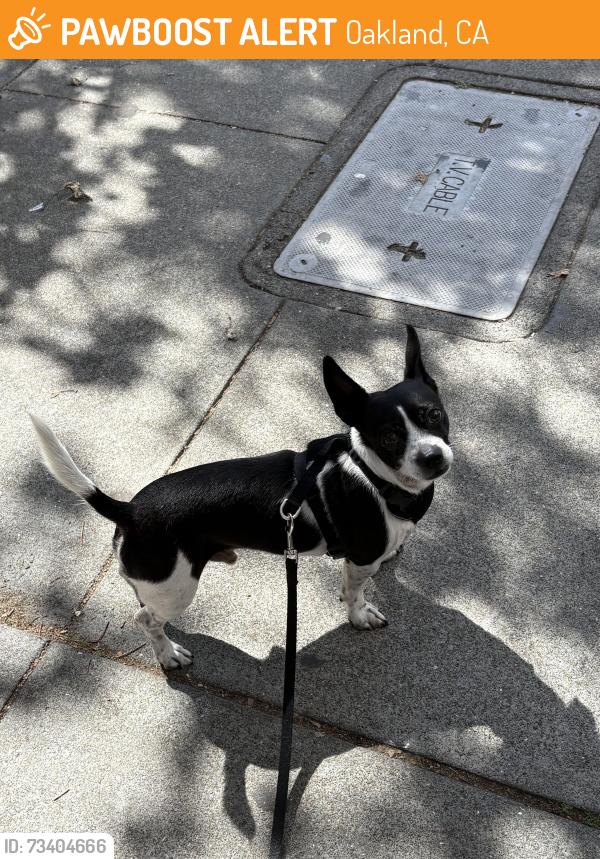 Found/Stray Male Dog last seen Lake Merritt, Oakland, CA 94606