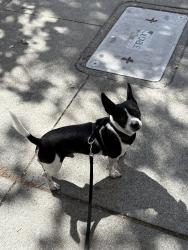 Found/Stray Male Dog last seen Lake Merritt, Oakland, CA 94606