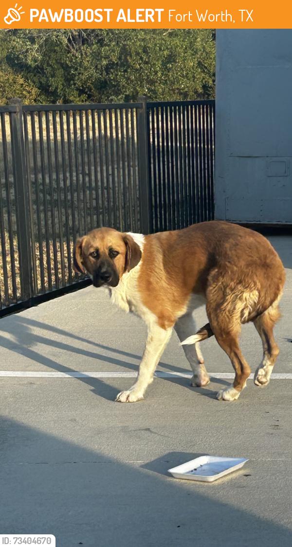 Found/Stray Female Dog last seen Rockwood lane and University, Fort Worth, TX 76114