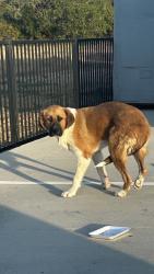 Found/Stray Female Dog last seen Rockwood lane and University, Fort Worth, TX 76114