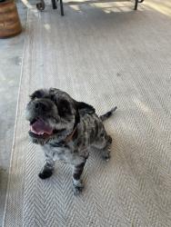 Reunited Male Dog last seen Rosedale Avenue / La Loma Hills, Colton, CA 92313