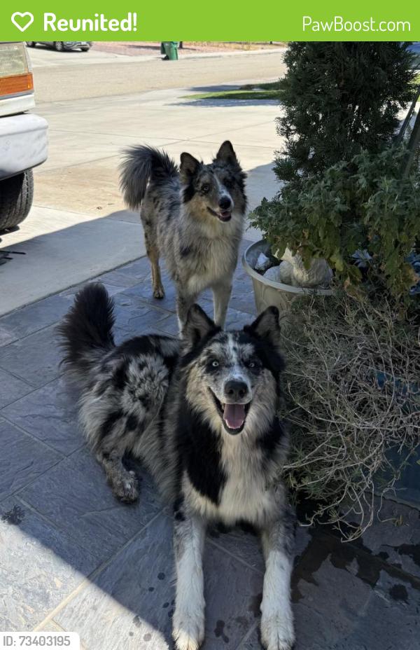 Reunited Unknown Dog last seen neighborhood, Palmdale, CA 93552