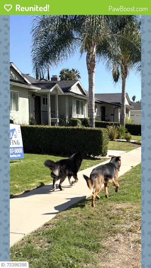 Reunited Unknown Dog last seen Friar and Tunnney, Los Angeles, CA 91335