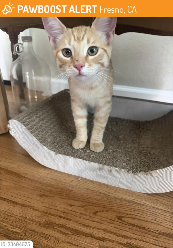 Found/Stray Male Cat last seen Park and Mckenzie, Fresno, CA 93701