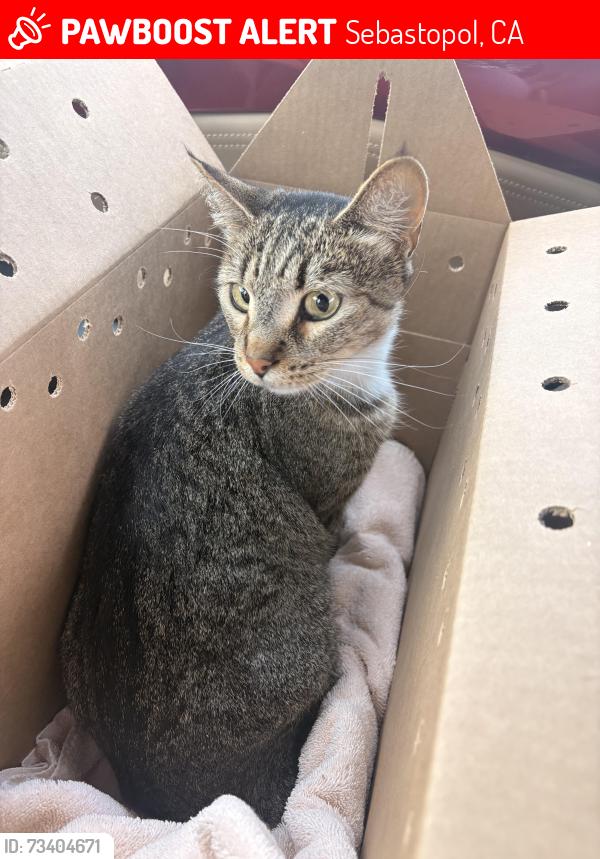 Lost Female Cat last seen Pleasant Hill Rd. & Watertrough Ed. By Reichwage winery, Sebastopol, CA 95472