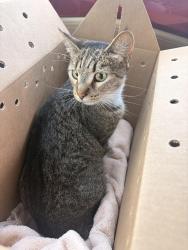Lost Female Cat last seen Pleasant Hill Rd. & Watertrough Ed. By Reichwage winery, Sebastopol, CA 95472