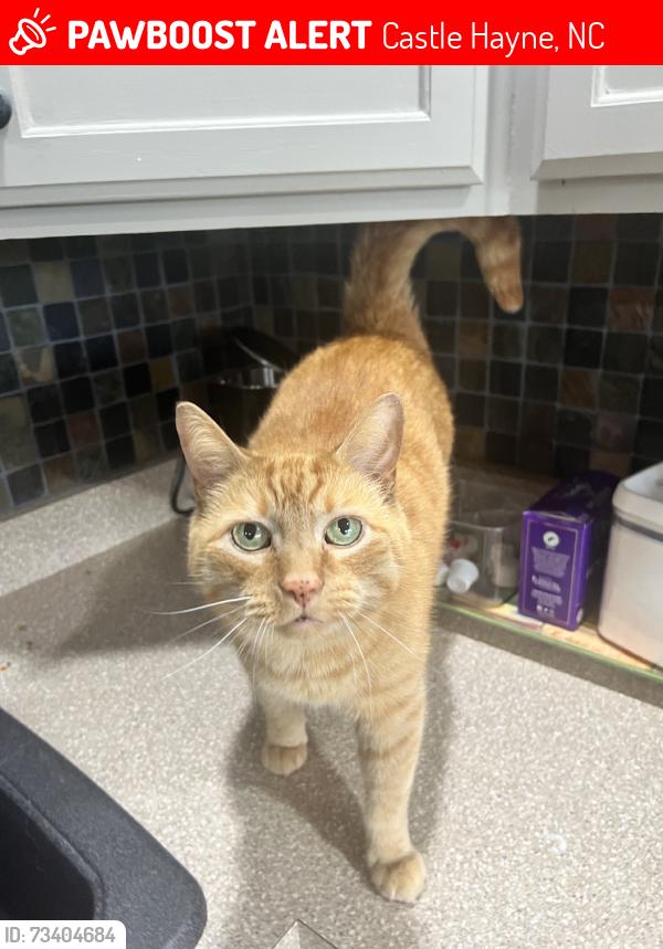 Lost Male Cat last seen Rachel’s Place subdivision, Blue Clay Rd, Castle Hayne, NC 28429