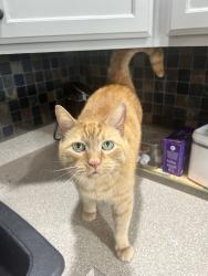 Lost Male Cat last seen Rachel’s Place subdivision, Blue Clay Rd, Castle Hayne, NC 28429
