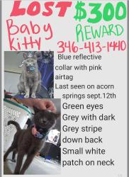 Lost Female Cat last seen Forest north neighborhood, Spring, TX 77389