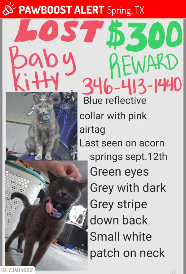 Lost Female Cat last seen Forest north neighborhood, Spring, TX 77389