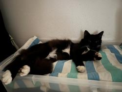 Reunited Male Cat last seen Near se Morgan rd, Hillsboro, Oregon, Hillsboro, OR 97123