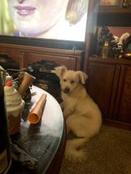 Lost Male Dog last seen 80th dr and Glendale, Glendale, AZ 85303