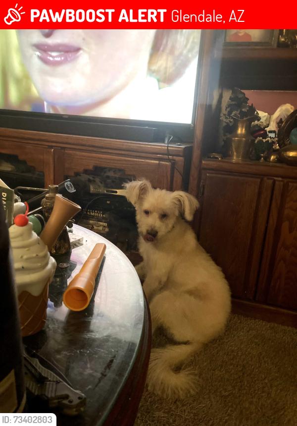 Lost Male Dog last seen 80th dr and Glendale, Glendale, AZ 85303