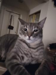 Reunited Male Cat last seen Eucalyptus & Graham, Moreno Valley, CA 92553
