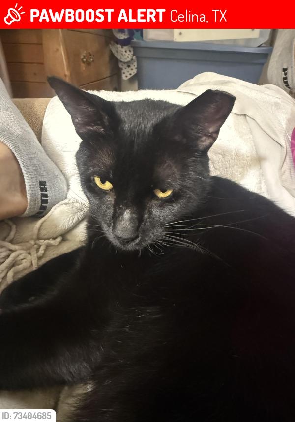 Lost Male Cat last seen Skydive, Celina, TX 75009