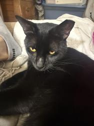 Lost Male Cat last seen Skydive, Celina, TX 75009