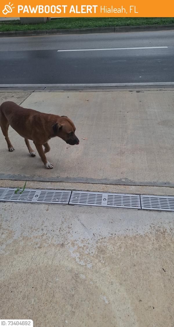 Found/Stray Male Dog last seen Ketu even, Hialeah, FL 33013