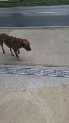 Found/Stray Male Dog last seen Ketu even, Hialeah, FL 33013
