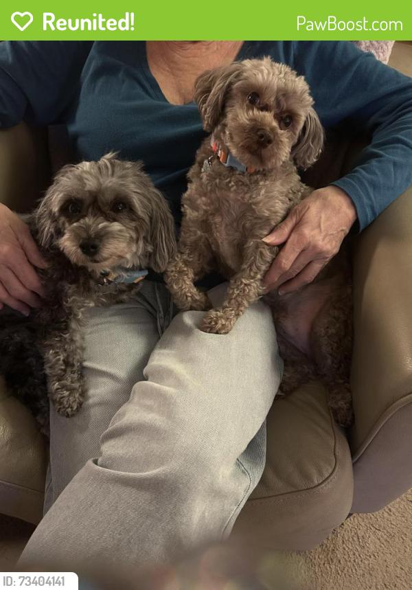 Reunited Male Dog last seen 257th between stark and division, Gresham, OR 97030