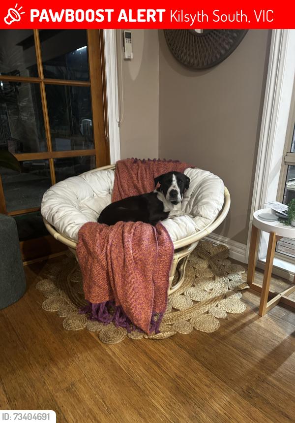 Lost Female Dog last seen off Canterbury road, Kilsyth South, VIC 3137