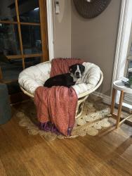 Lost Female Dog last seen off Canterbury road, Kilsyth South, VIC 3137