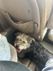 Reunited Female Dog last seen Frazier and Francisquito, Baldwin Park, CA 91706