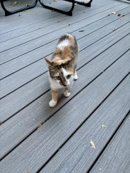 Found/Stray Female Cat last seen Adams Farm Neighborhood, Greensboro, NC 27407