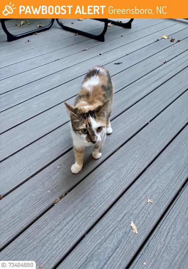 Found/Stray Female Cat last seen Adams Farm Neighborhood, Greensboro, NC 27407