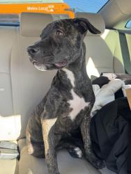 Reunited Female Dog last seen Broadway and king, Los Angeles, CA 90037