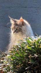 Lost Female Cat last seen Halley Elementary School, Lorton, VA 22079