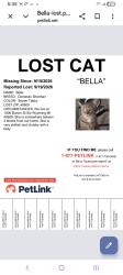 Lost Female Cat last seen Burton st sw, Wyoming, MI 49509