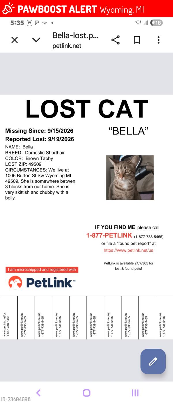 Lost Female Cat last seen Burton st sw, Wyoming, MI 49509