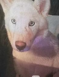 Lost Female Dog last seen 10th st and Hatcher Rd, Phoenix, AZ 85020