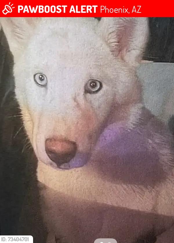 Lost Female Dog last seen 10th st and Hatcher Rd, Phoenix, AZ 85020
