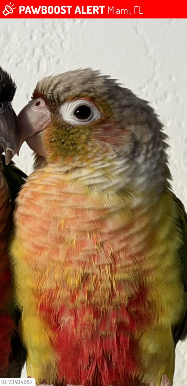 Lost Unknown Bird last seen Near SW 85 TH LN Miami FL, Miami, FL 33193