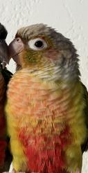 Lost Unknown Bird last seen Near SW 85 TH LN Miami FL, Miami, FL 33193