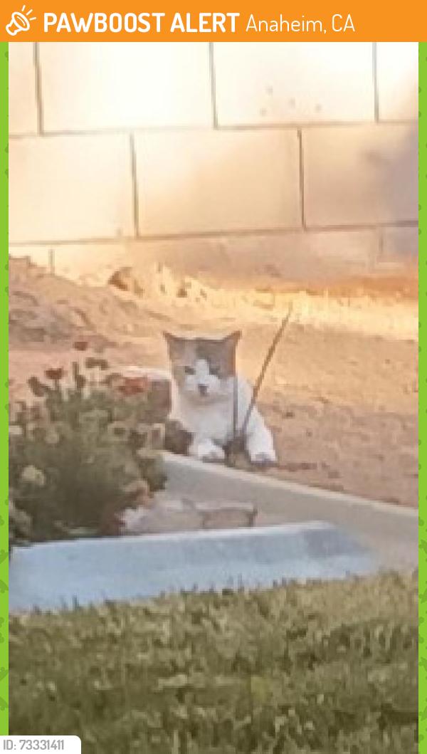 Found/Stray Female Cat last seen Dunes lane, palmdale ca, Anaheim, CA 92801