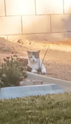 Found/Stray Female Cat last seen Dunes lane, palmdale ca, Anaheim, CA 92801