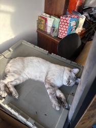 Lost Female Cat last seen James st & monterey st, Baltimore, MD 21230
