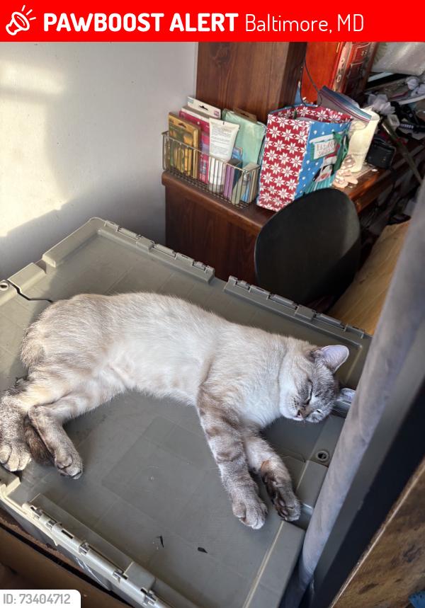 Lost Female Cat last seen James st & monterey st, Baltimore, MD 21230