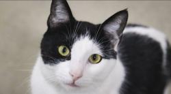 Lost Male Cat last seen Boulder creek, Mesa, AZ 85212