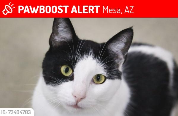 Lost Male Cat last seen Boulder creek, Mesa, AZ 85212