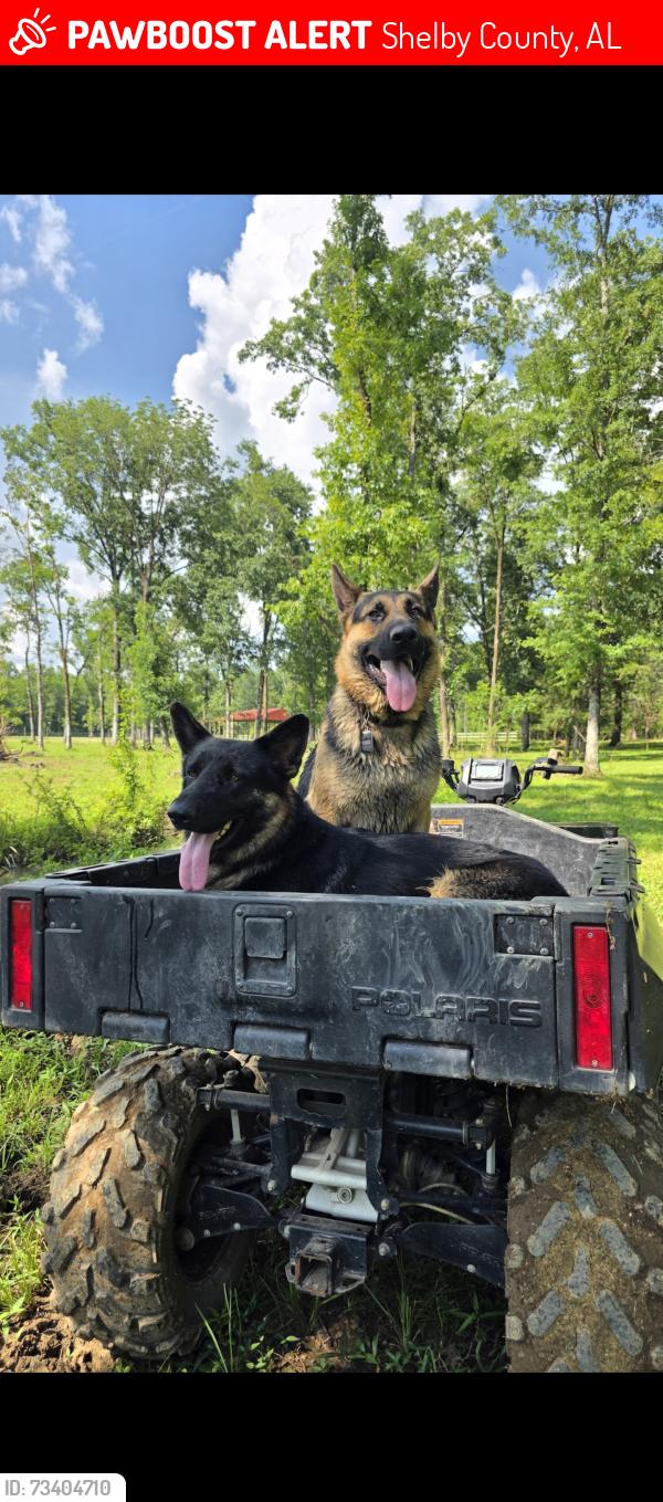 Lost Male Dog last seen County road 16 montevallo, Shelby County, AL 35040